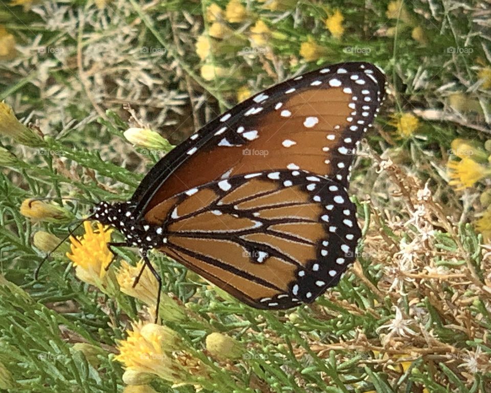 Beautiful Butterfly 