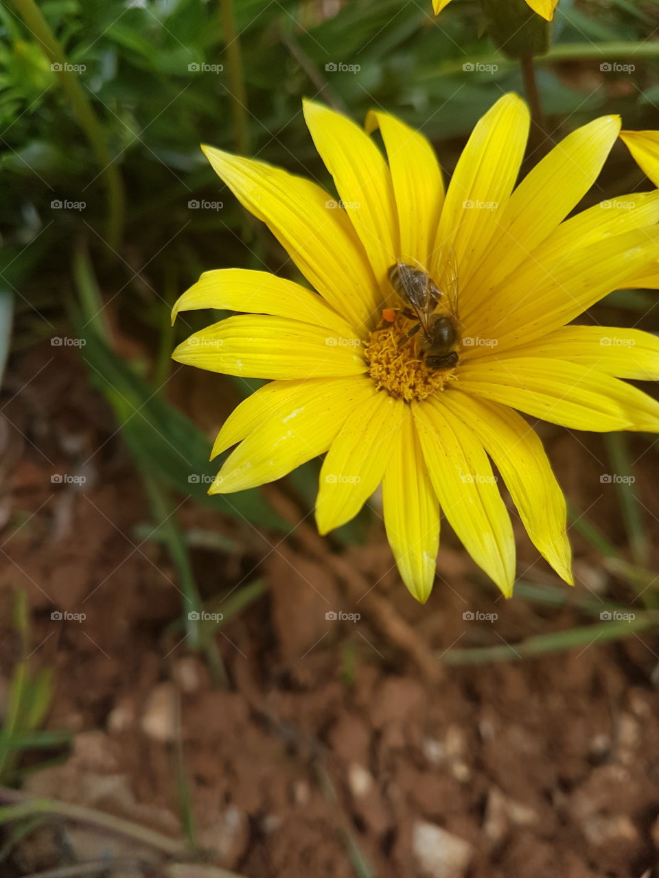 yellow flower