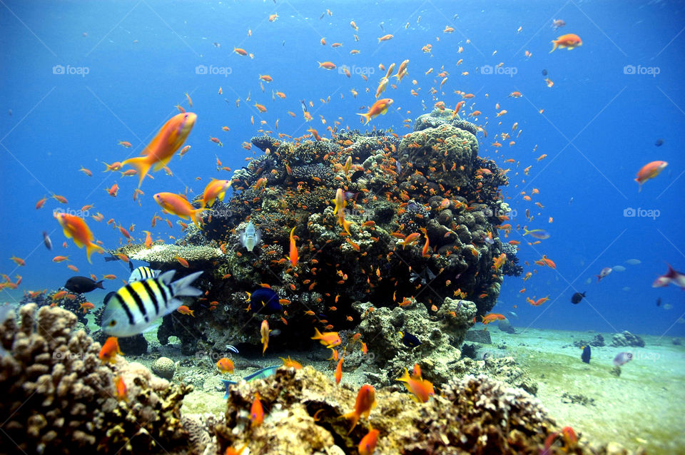 nature fish wildlife corals by yahavesh