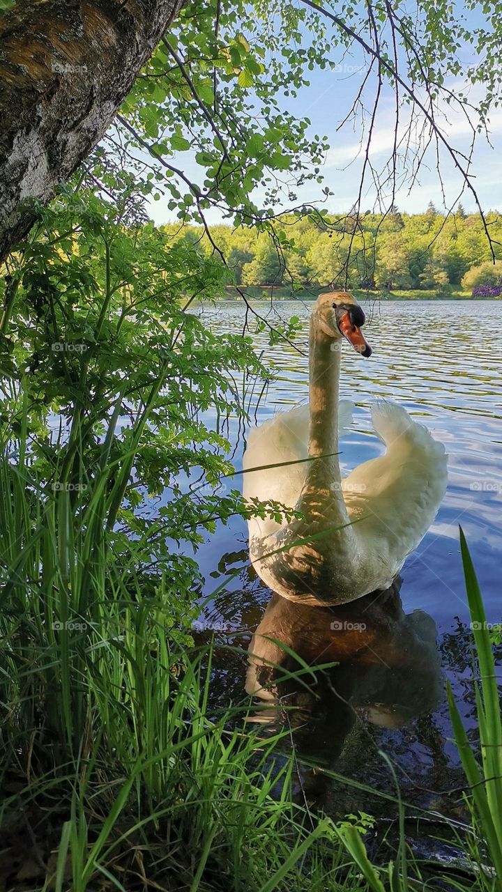 Bird watching. White Swan. Lake.