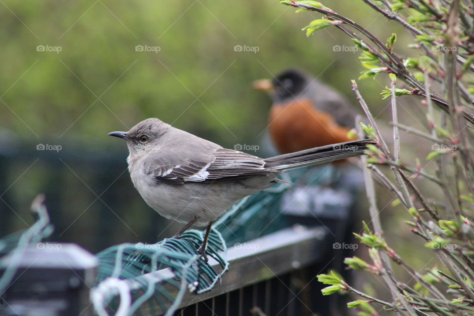 Northern mockingbird on fence with American robin in background in spring 