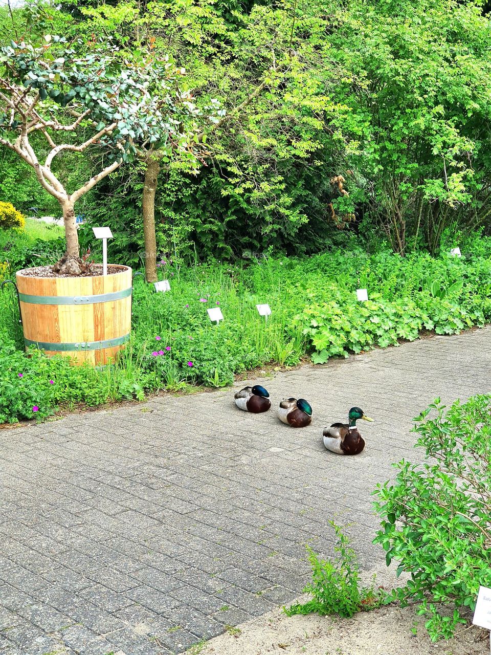 you won't get through that easily) Ducks on guard 😁