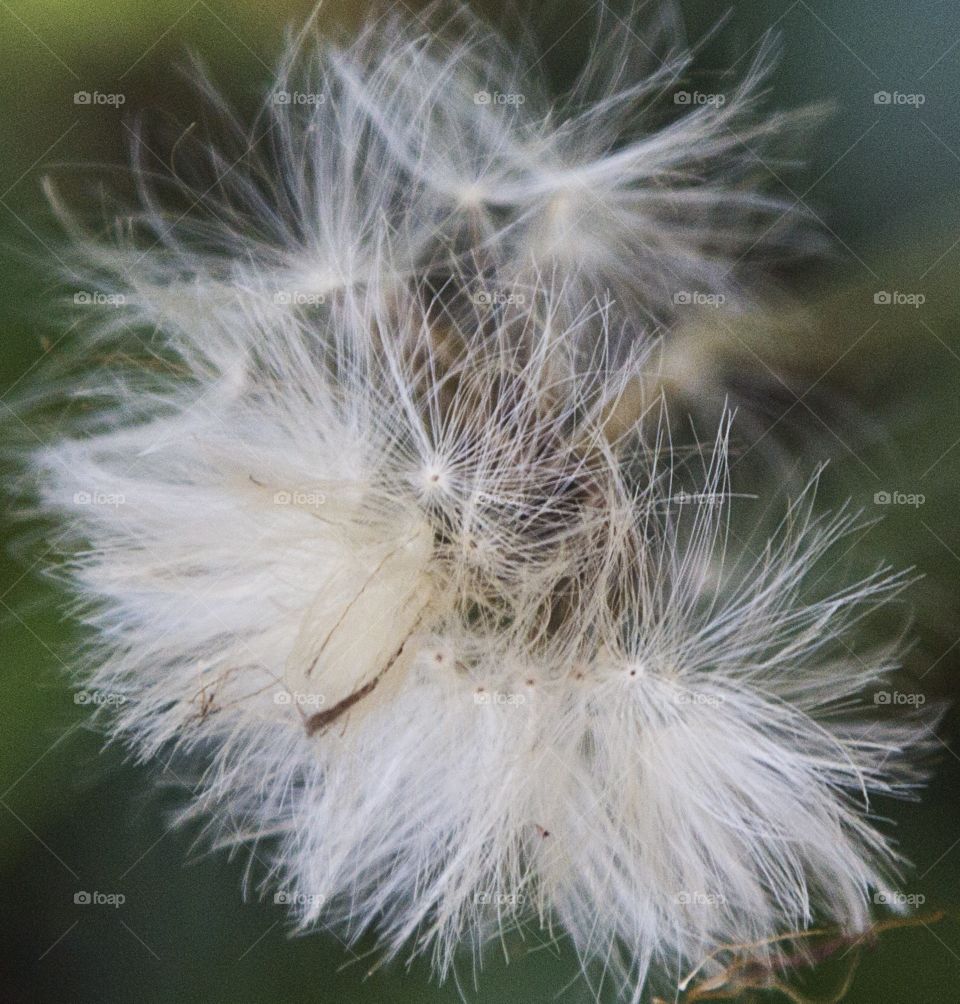 Dandelion