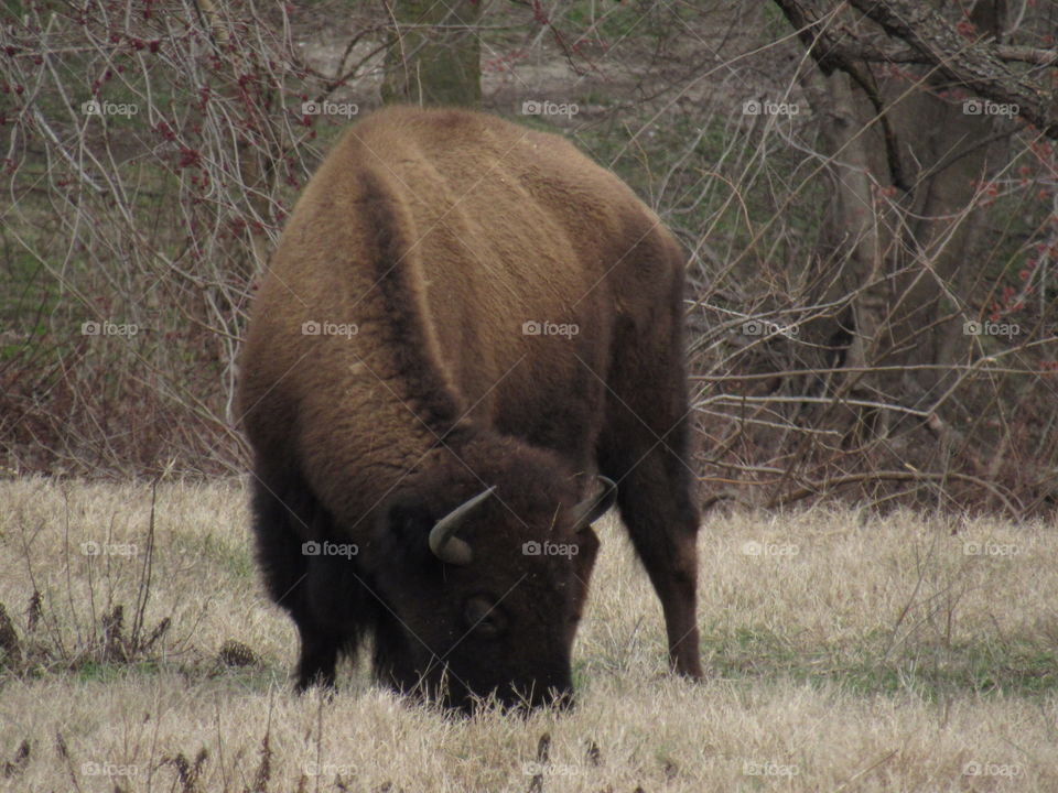 Buffalo soldier