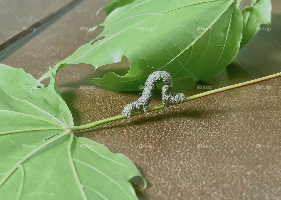 An inchworm travelling on a fallen leaf.