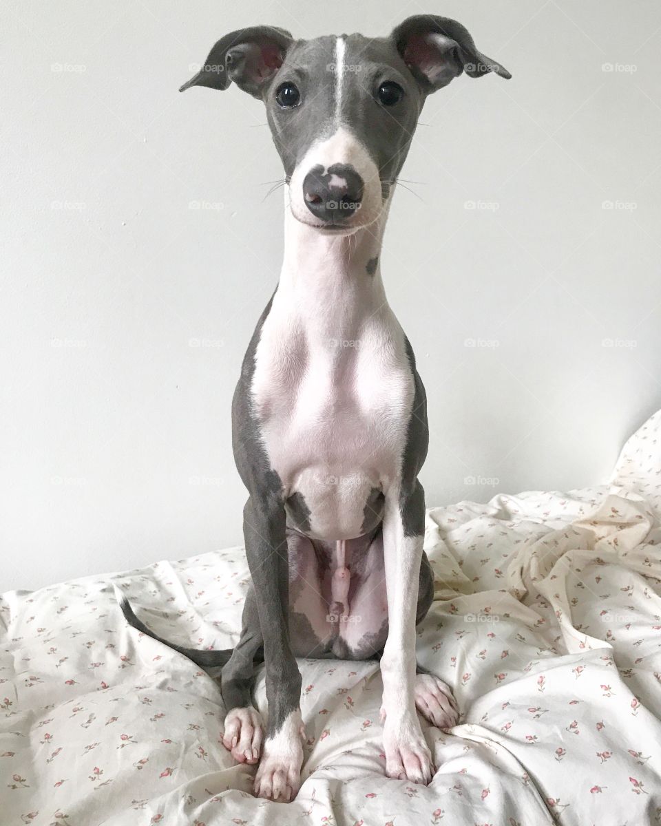 Italian greyhound 