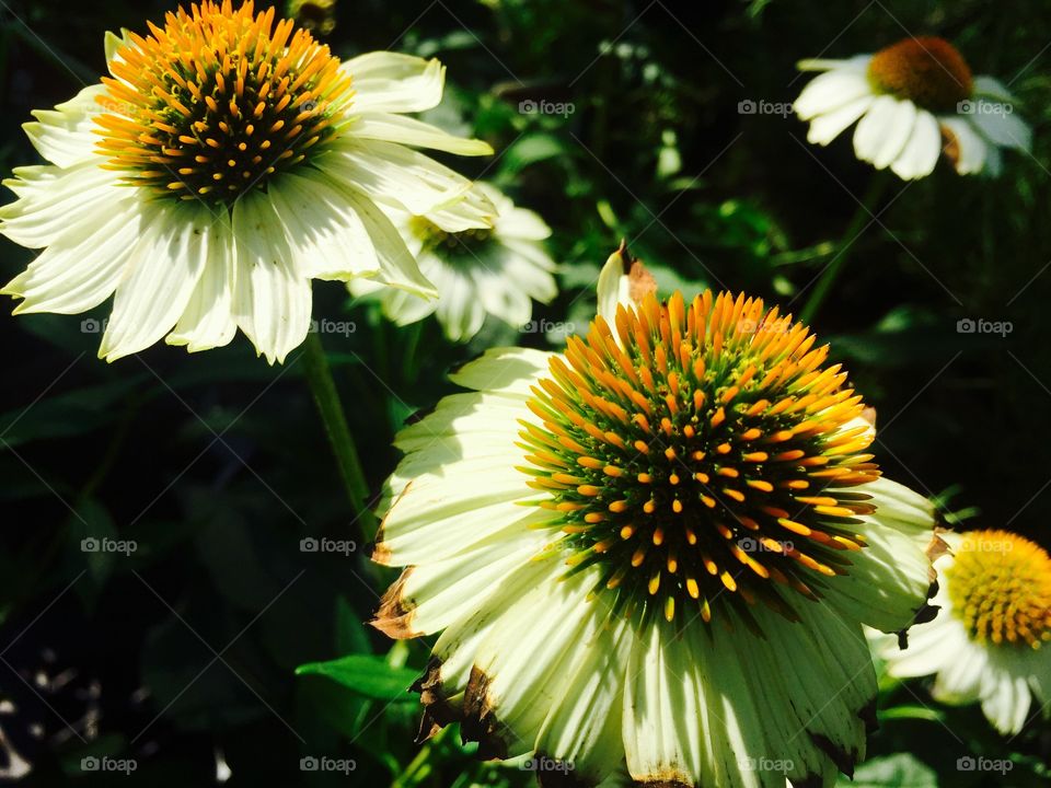 Two yellow gerbera daisies in sunlight are matured with large vibrant yellow tipped stamen balls in their centers. 