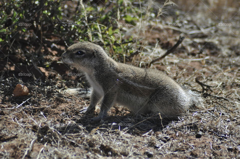 African ground squirrel