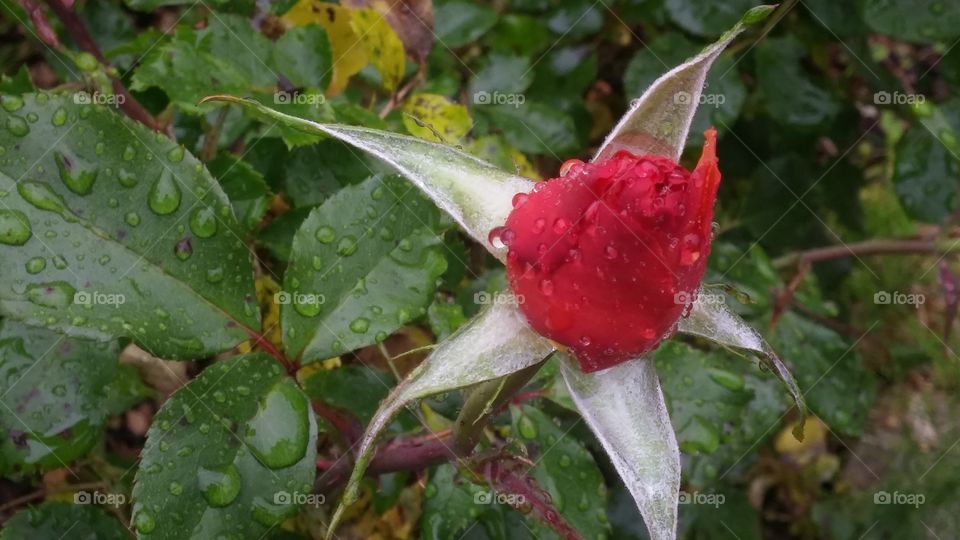 No Person, Leaf, Nature, Flower, Food