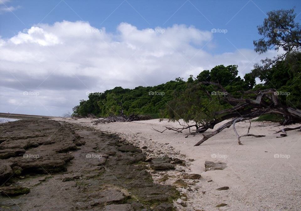 Lady Musgrave Island Beach Tree