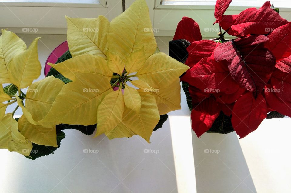 red and yellow flowers house plants on a window