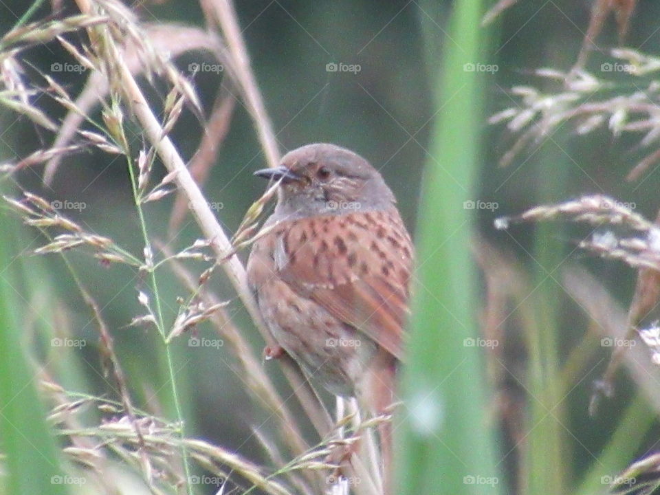 Dunnock perched in the long grass