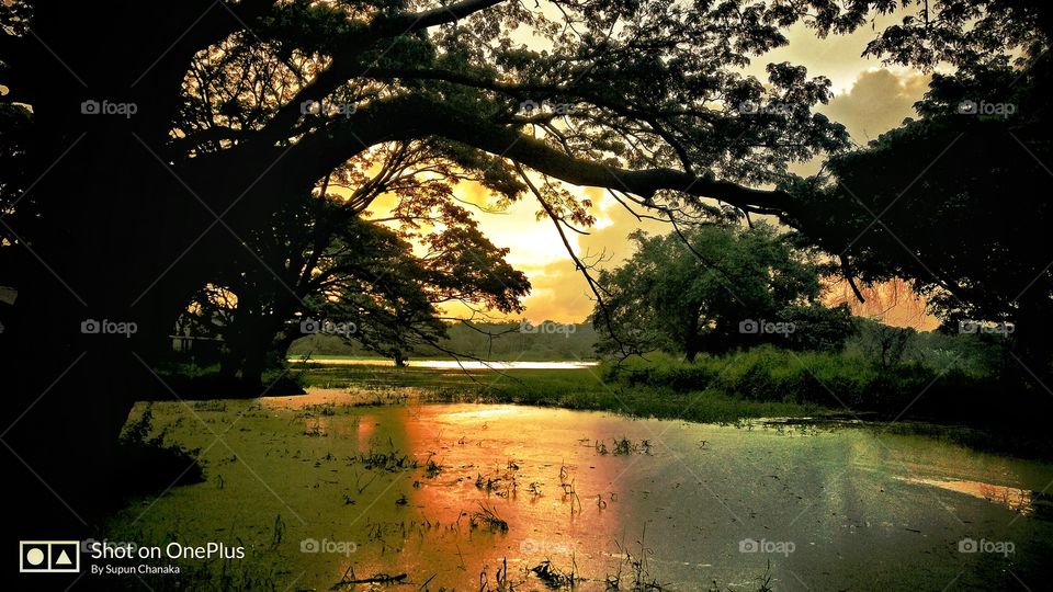 Sunshine, Village, Evening, Tree, Sri Lanka