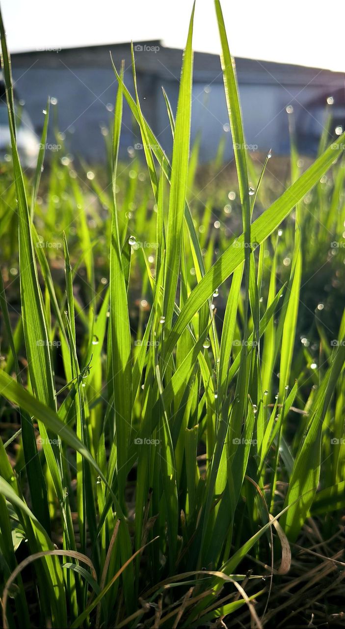 grass
