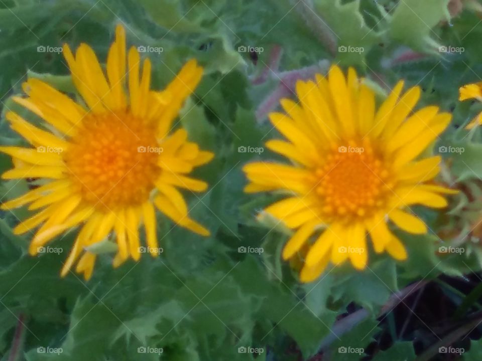 Two Yellow Bloom's