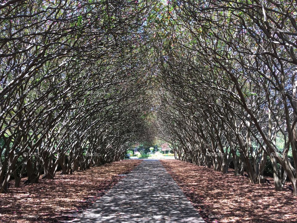 Walkway at the Dallas Arboretum 