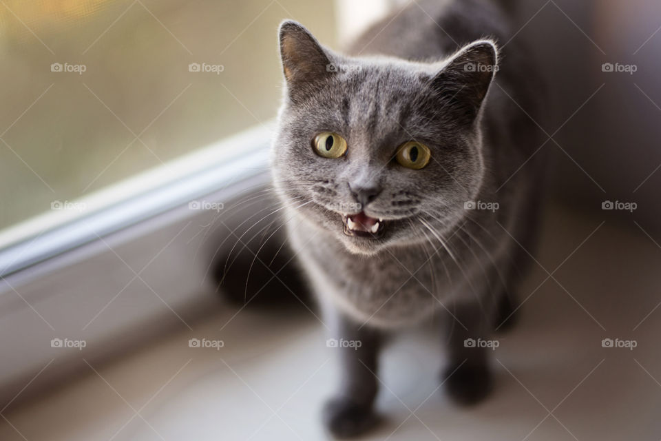 cat, meo, pet, hello, smile, joy, happy