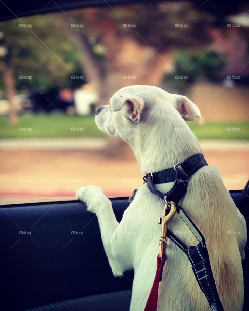 Dog looking outside window of car.