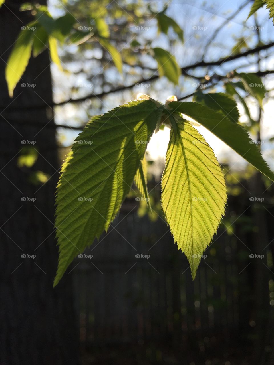 Leaves in the Sun