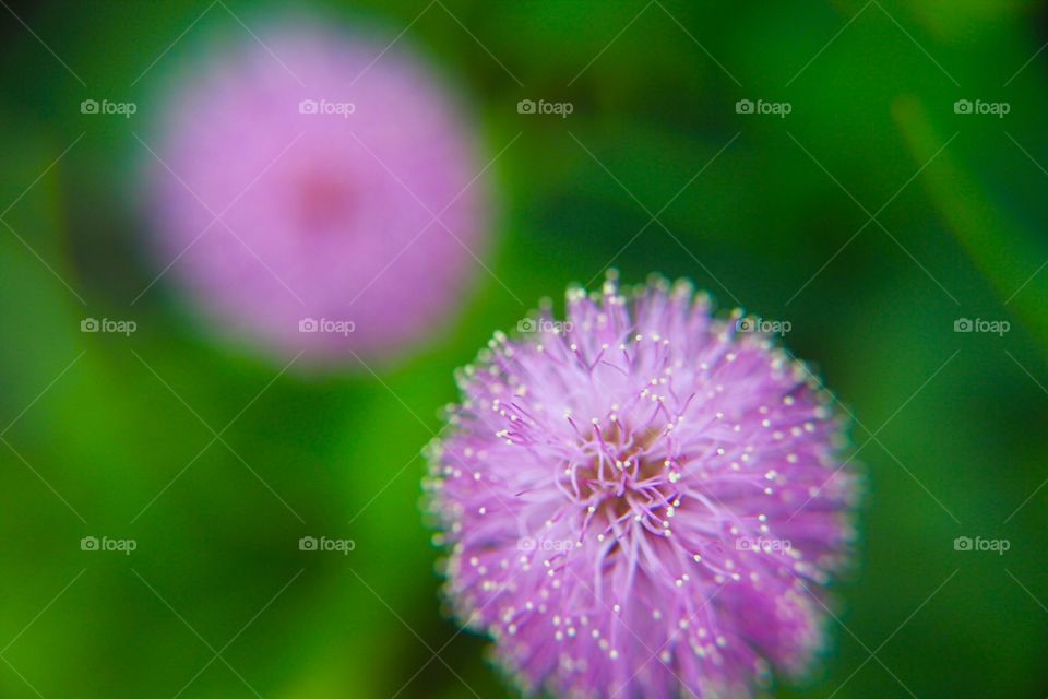 Green with pink flowers