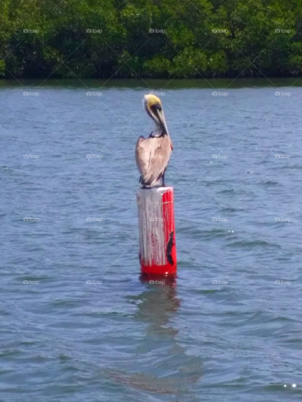 A Pelican Pause