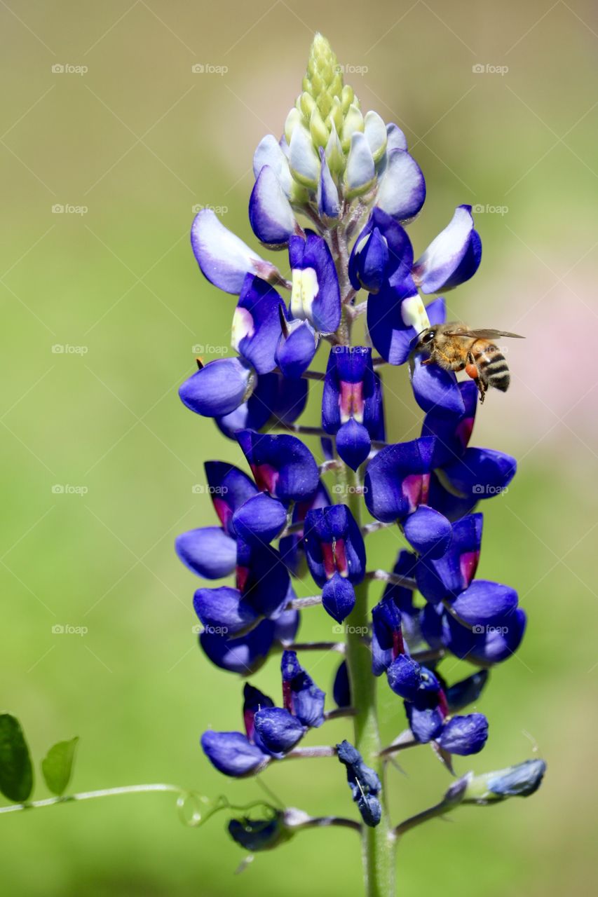 Texas Bluebonnets and the busy worker bees 