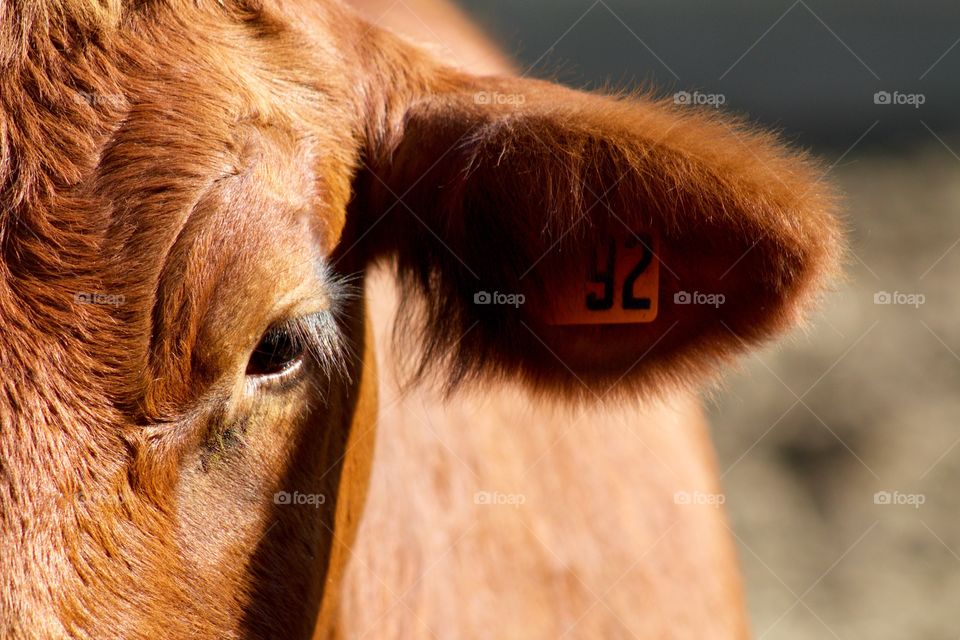 Closeup of a red steer in the sunlight