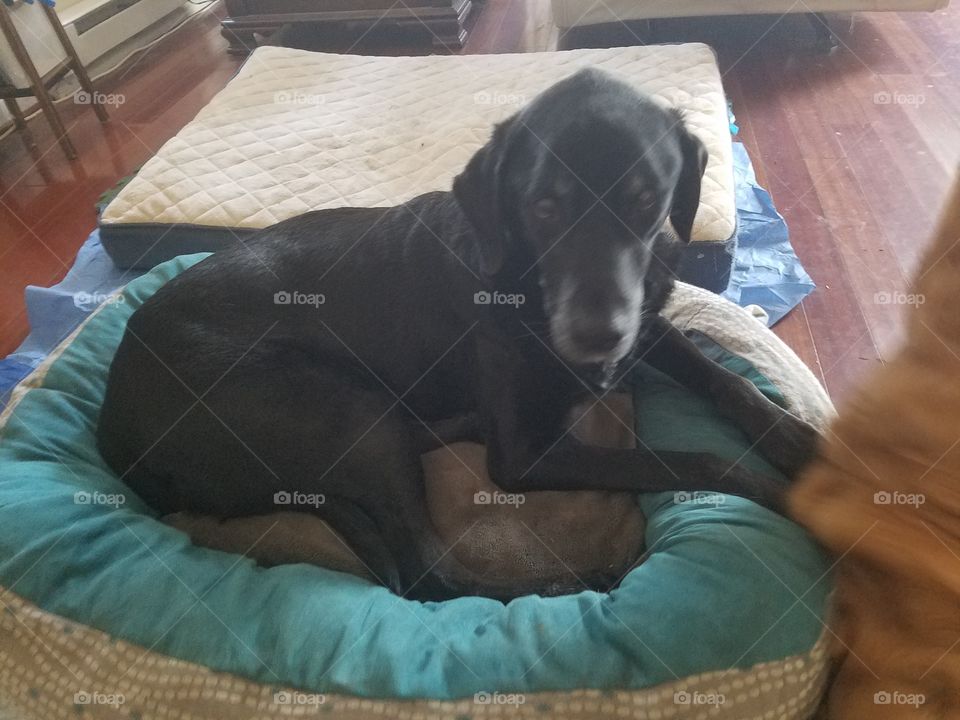 black Labrador resting in her dog bed