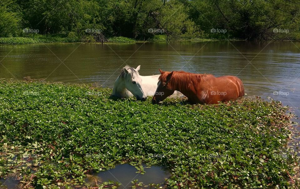 Two horses a gray white horse and a sorrel horse looking at each other while eating greenery out of a pond while swimming in spring