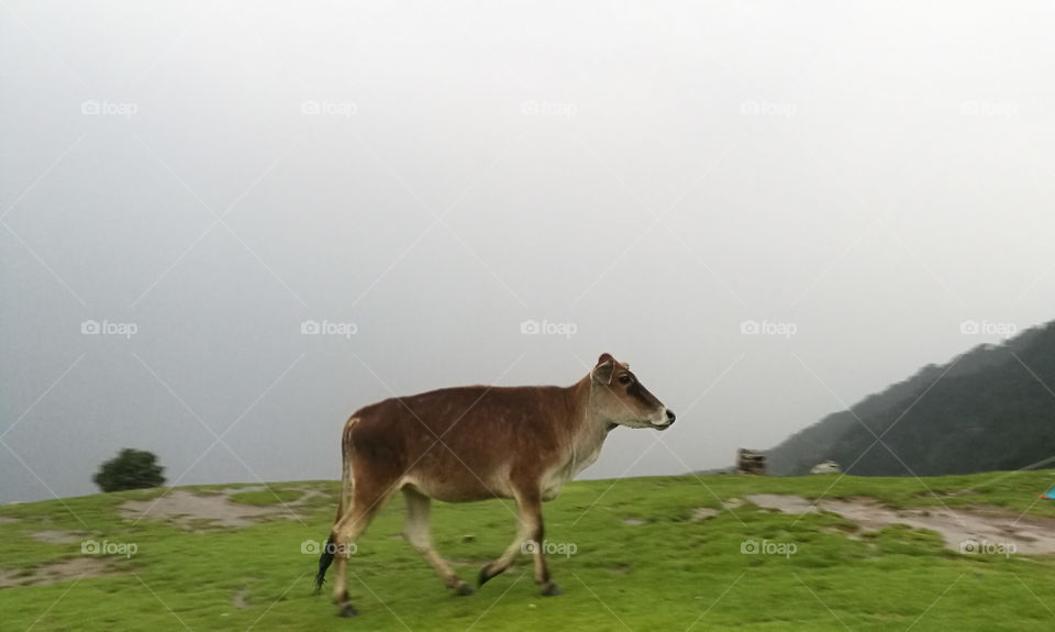 Cow grazing in the fields