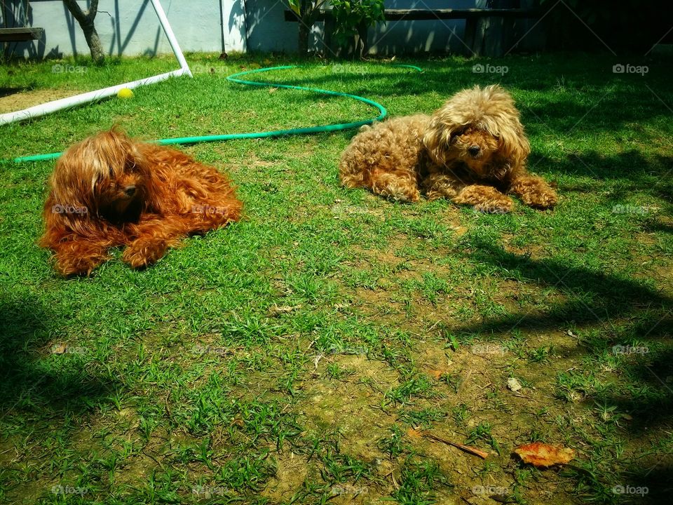 Two dog on the lawn in summer.