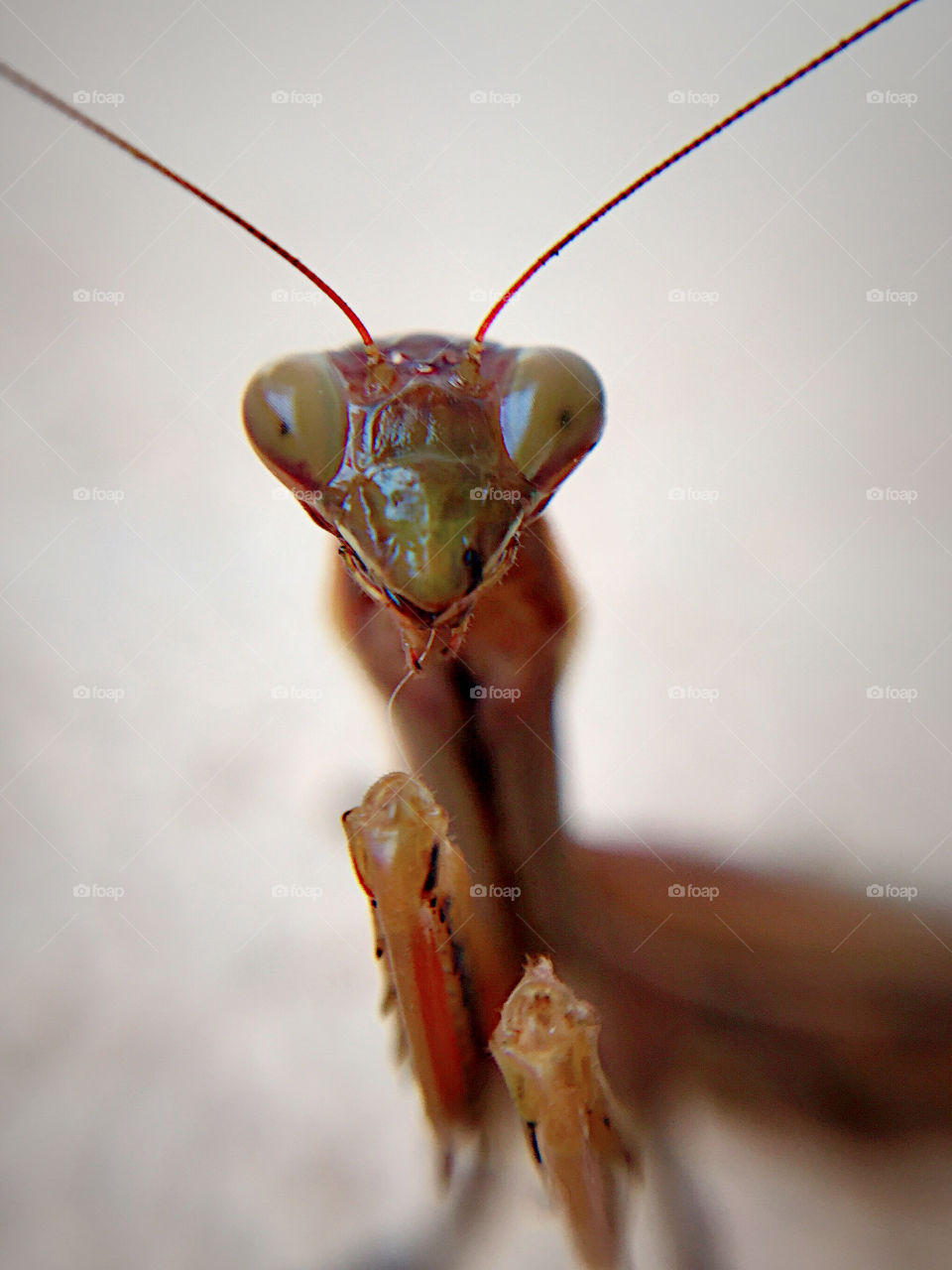 Macro of an praying mantis taken with iPhone 6