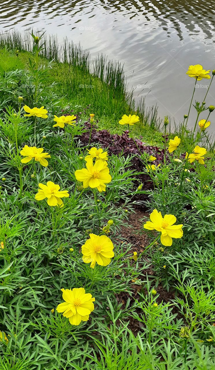 Beauty of natural flowers