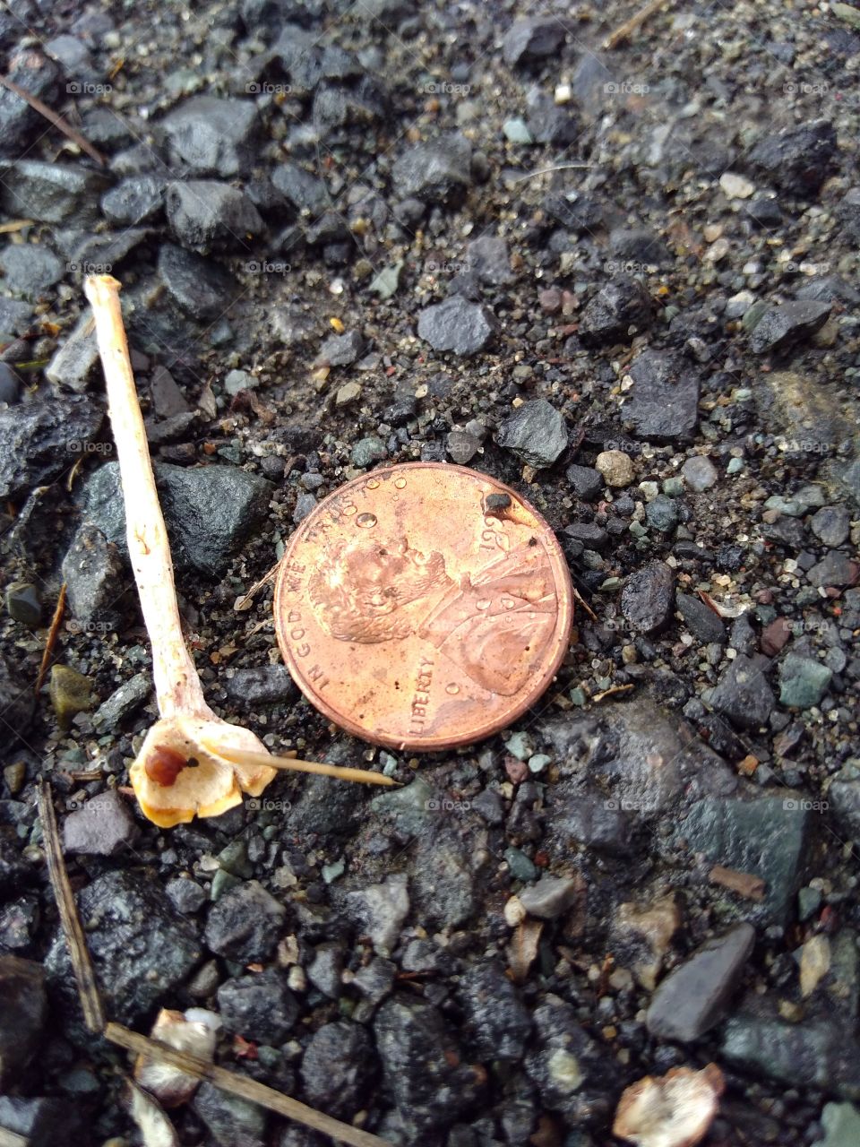Lucky Penny on the ground