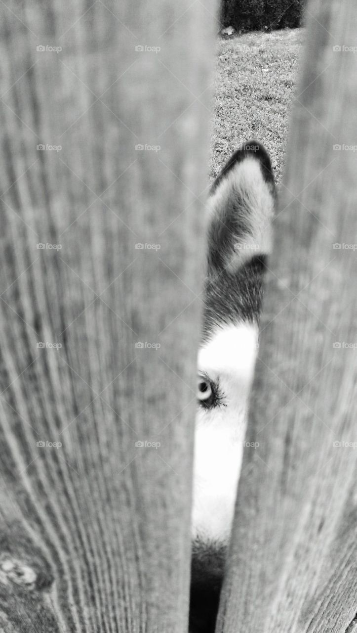 Dog at the Fence