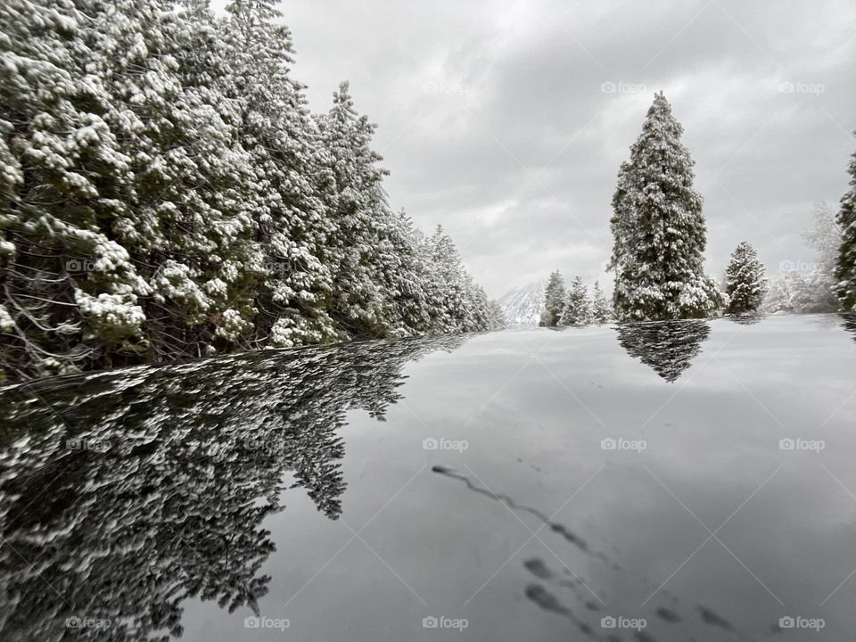 Reflected snowy trees
