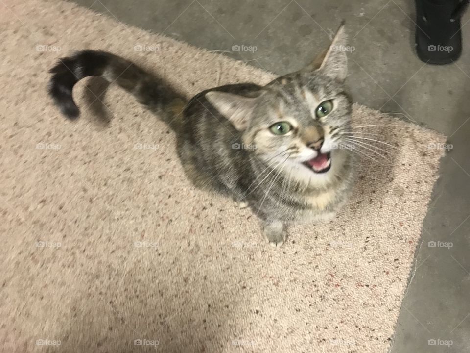 Caught her mid meow 