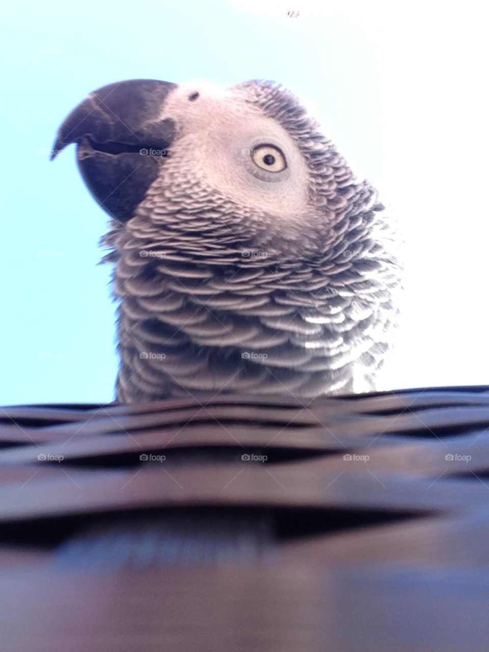 Parrot. Hello