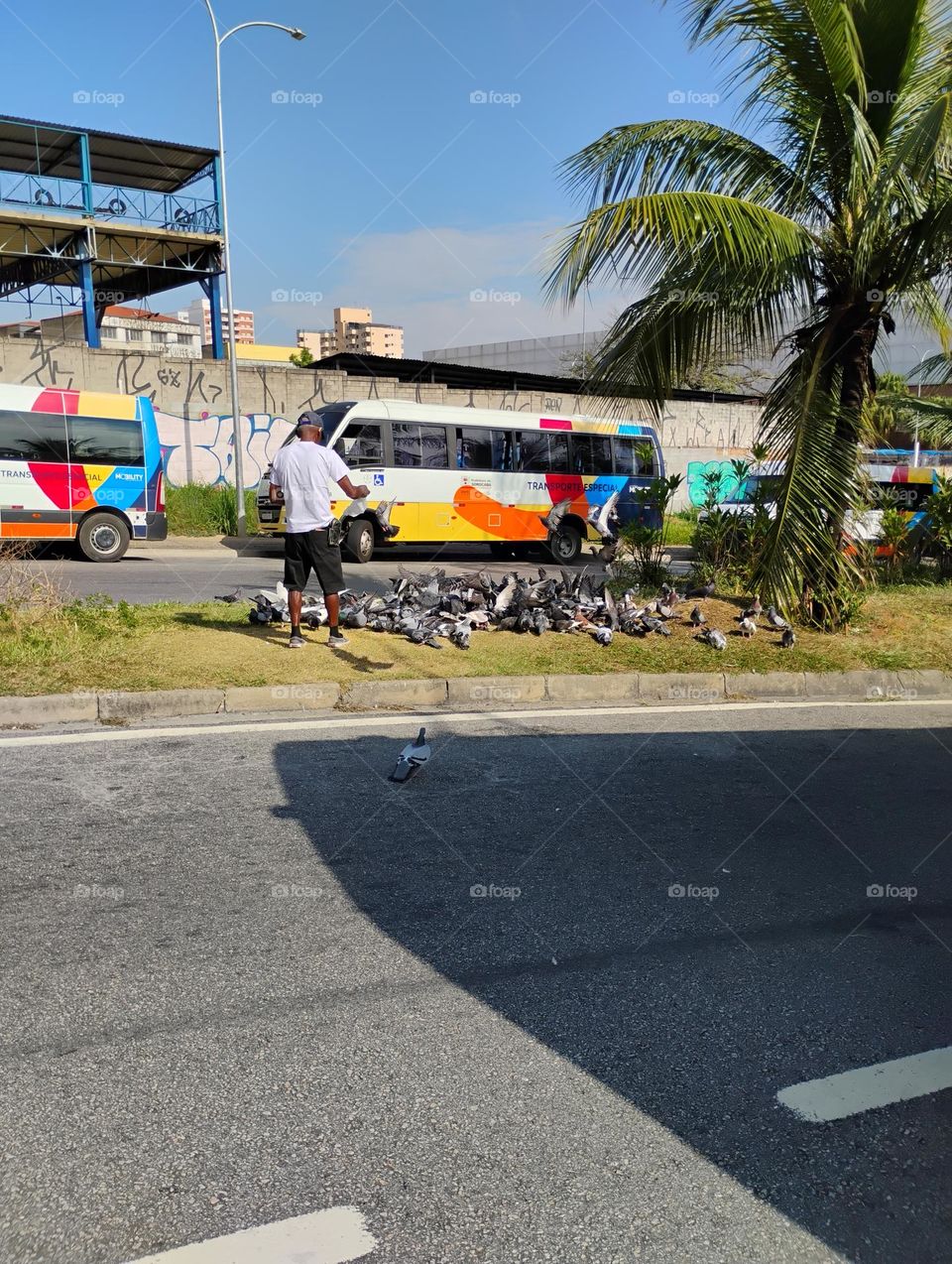 O pombo-doméstico é também conhecido como pombo-comum ou pombo-das-rochas. O pombo é um pássaro da família Columbidae, que também inclui rolas e rolinhas; tem asas fortes e rápidas