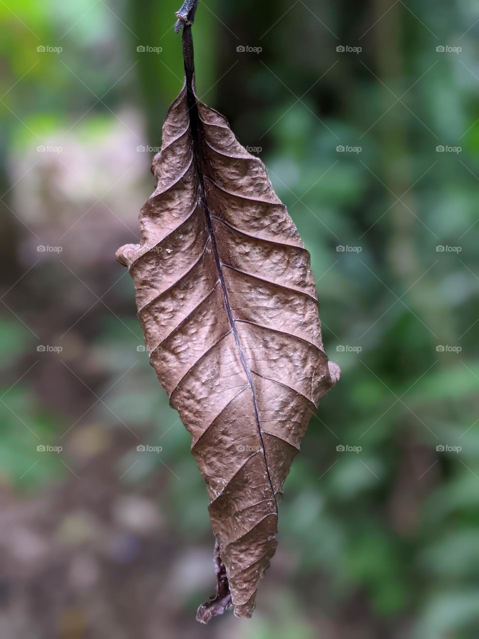 dry coffee plant leaves