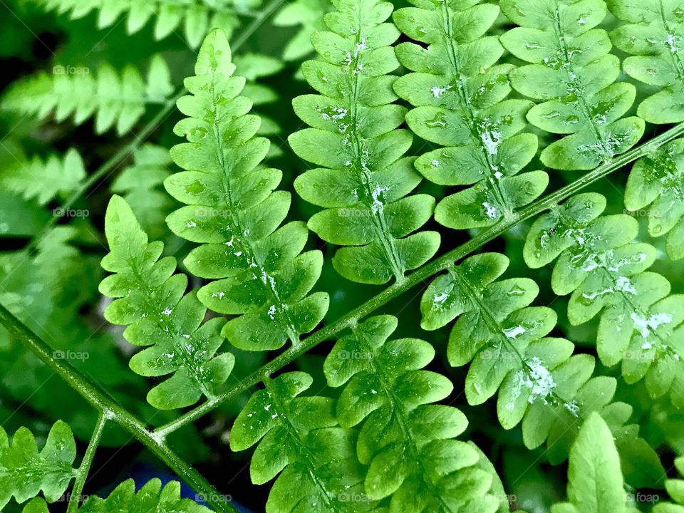 Bright green fern after a rainfall