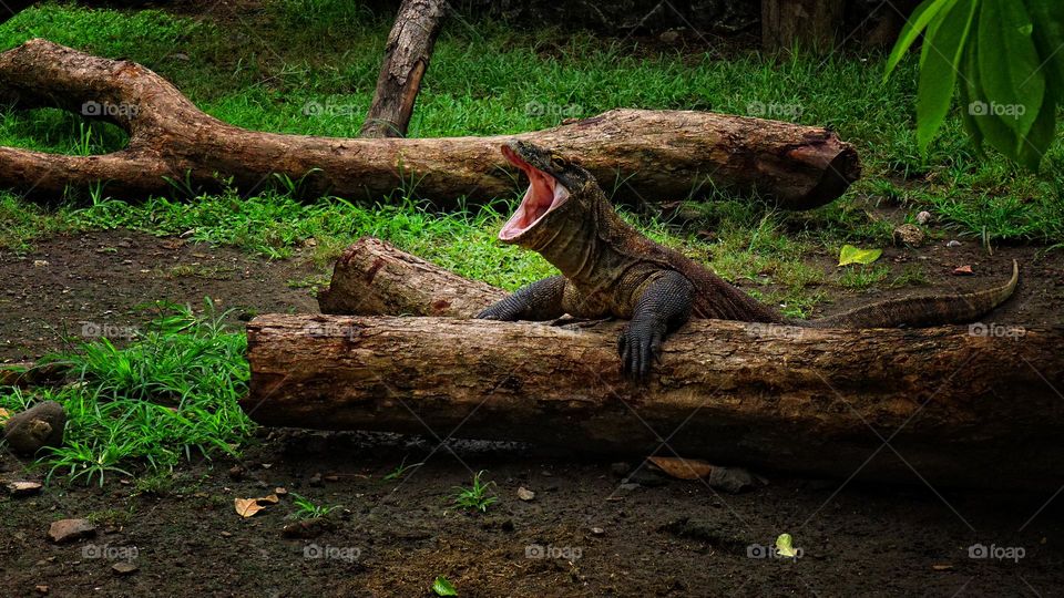 Komodo dragons that are silent while opening their mouths in the sun to help their metabolism absorb the sun's heat