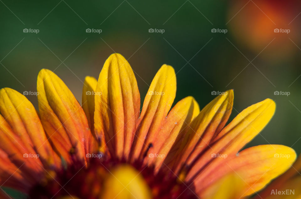 Closeup flower