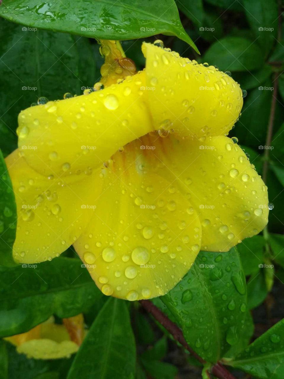water drop of Flower
