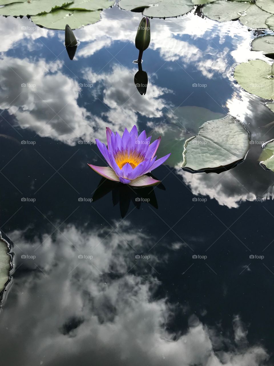 Put lotus on the glass