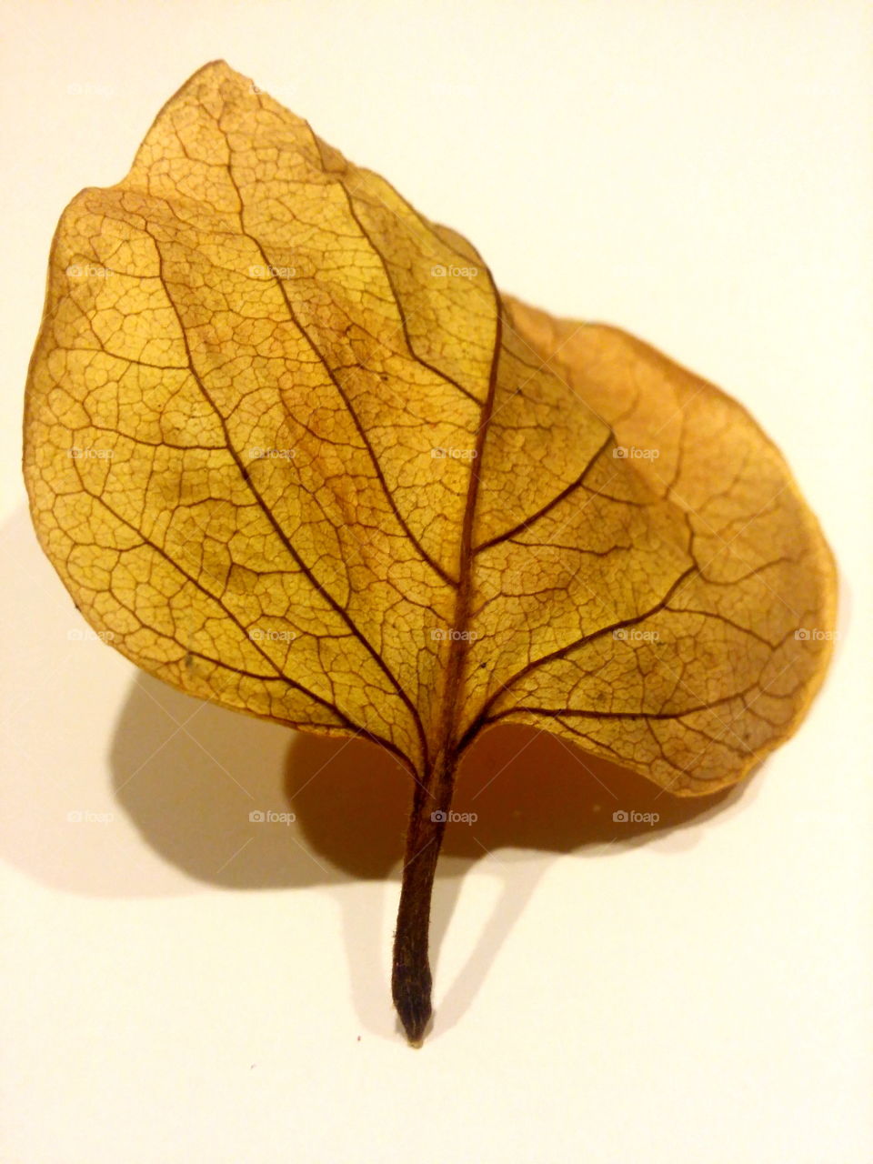 Reasons to FALL in L💛VE with Autumn! 🍂