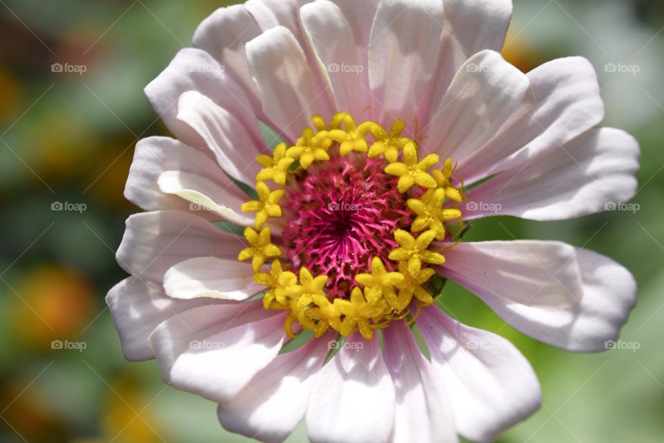 Pink Zinnia