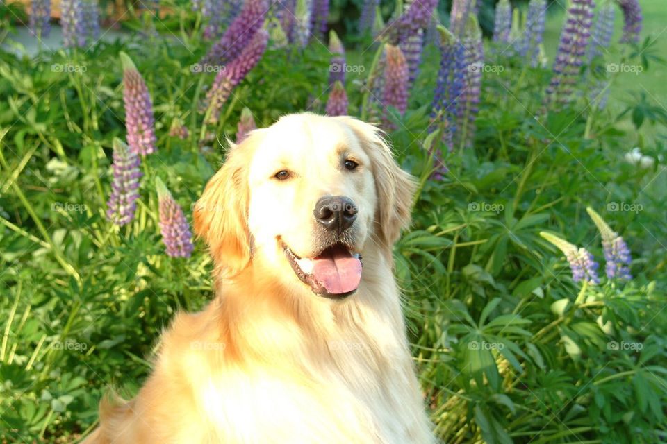 Forrest in the lupines