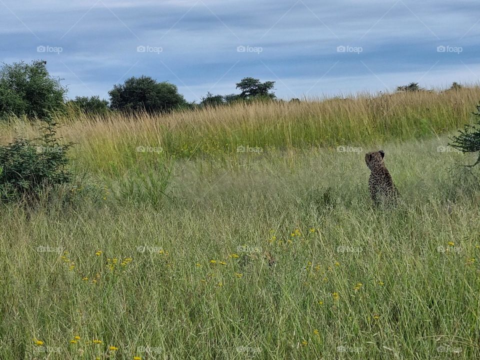 beautiful landscape of the grassland in South Africa,and a cheetha looking in the distance.