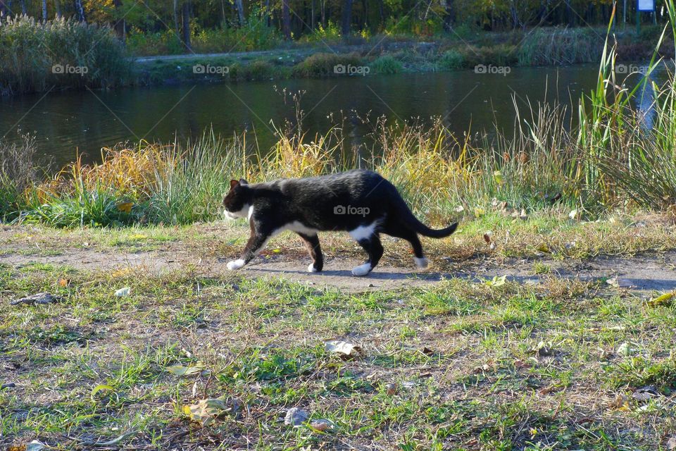 Cat walks on autumn park